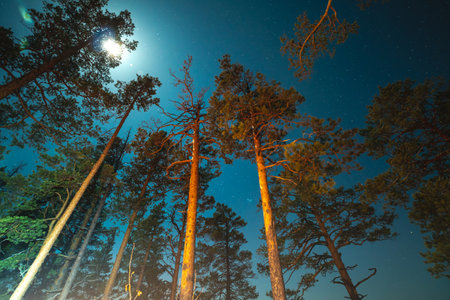 The night starry sky and the moon among the coniferous trees. The Milky Way in the summer nature of the forest.の写真素材