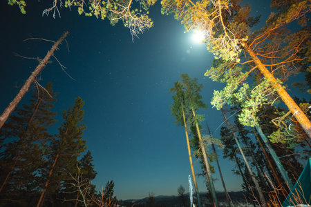 The night starry sky and the moon among the coniferous trees. The Milky Way in the summer nature of the forest.の写真素材