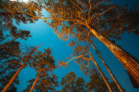 The night starry sky and the moon among the coniferous trees. The Milky Way in the summer nature of the forest.の写真素材
