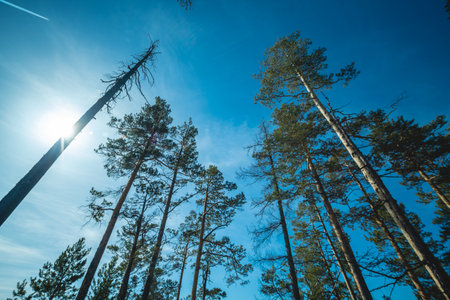 A dramatic wide-angle view from below captures towering coniferous trees reaching towards a vibrant blue sky.の写真素材