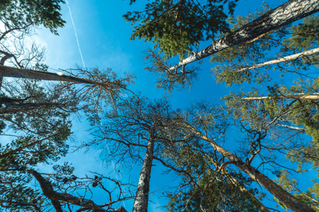 A dramatic wide-angle view from below captures towering coniferous trees teaching towards a vibrant blue winter sky.の写真素材