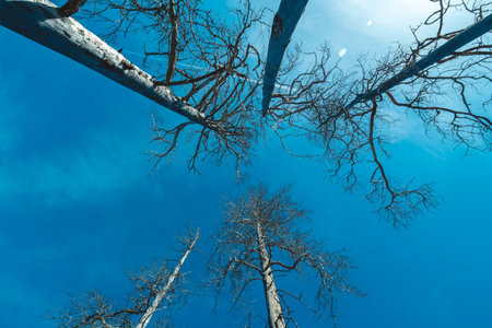 An impressive wide-angle view from below allows you to see tall, dry, lifeless trees towering against the bright blue winter sky.の写真素材