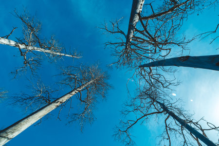 An impressive wide-angle view from below allows you to see tall, dry, lifeless trees towering against the bright blue winter sky.の写真素材