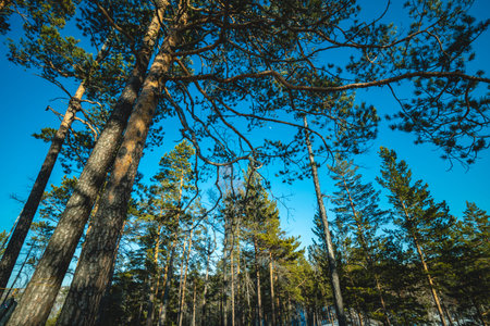 A dramatic wide-angle view from below captures towering coniferous trees teaching towards a vibrant...