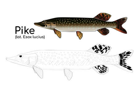Coloring book with a colored example of pike. Vector fish in lines and in color.のイラスト素材