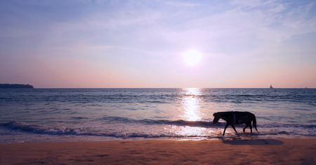 Horse alone walking on the beachの写真素材