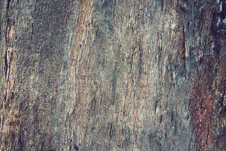 Tree surface textureの写真素材