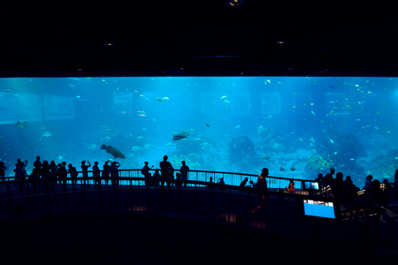 Singapore - June 19, 2015: Tourist People watch fish in the Main tank of SEA Aquarium in Singapore.の写真素材