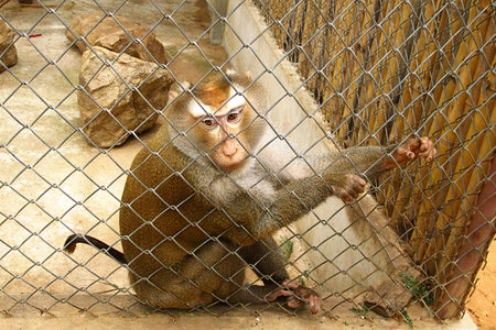 Monkey in the cage