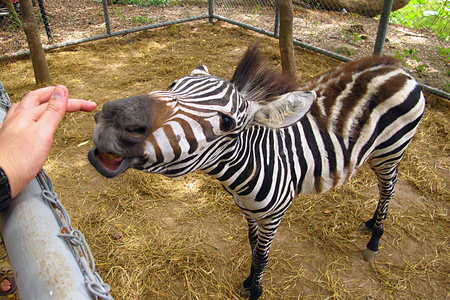 Hand feeding zebra at the zooの写真素材