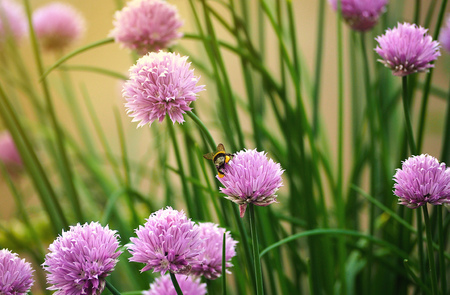 Gomphrena globosa flower in nature gardenの写真素材