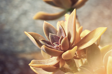 The close up of brown Kalanchoe の写真素材