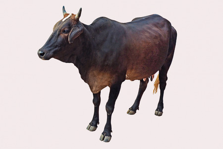 An old black Indian cow isolated on white backgroundの写真素材