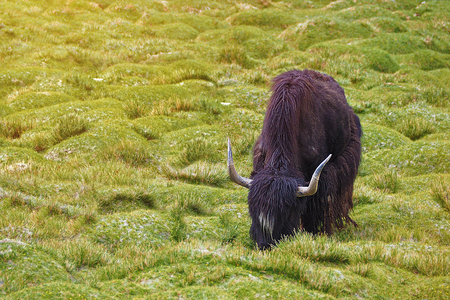 Long horn Yak eating on green field, Leh Ladakh India with copy spaceの写真素材