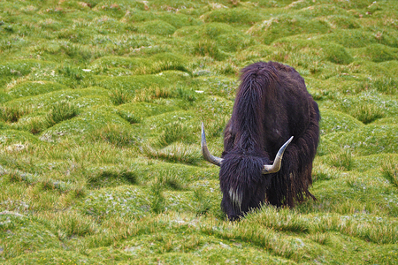 Long horn Yak eating on green field, Leh Ladakh India with copy spaceの写真素材