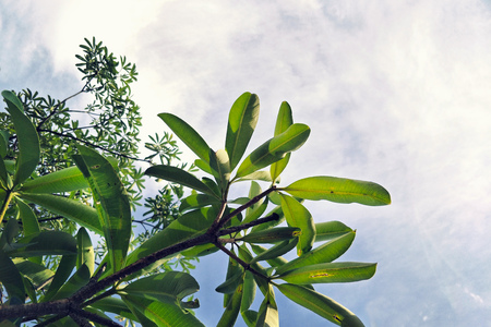 Cerbera odollam tree leaves with blue skyの写真素材