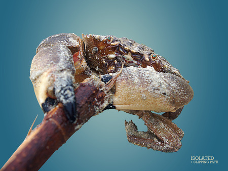 crab pinching the wood branch in isolated in blue gradient backgroundの写真素材