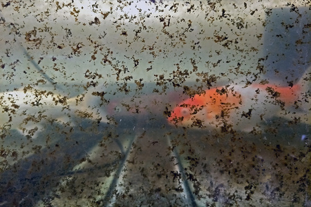 un wash Dirty fish tank contain a lot moss thallophytic plant, lichen, algae on glass surfaceの写真素材