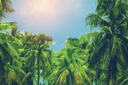 tropical palm tree in blue sky background in vintage style