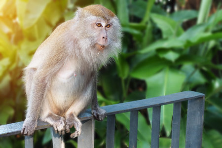Monkey sitting on the iron fence with dirty mouth after eat some food in green environment...