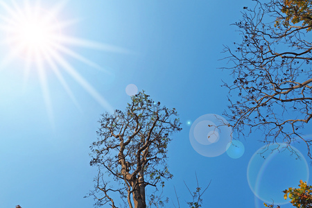 Tree branches with sun light sunshine ray on blue sky with flare effect lens photographyの写真素材