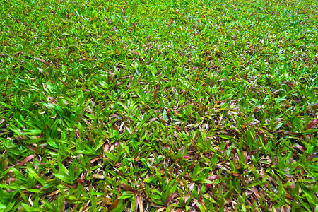 fresh green and purple big leaf grass texture background の写真素材