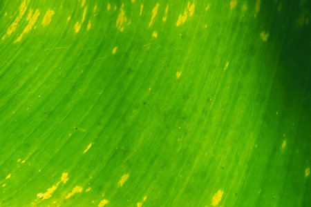 banana leaf close up macro photo texture backgroundの写真素材
