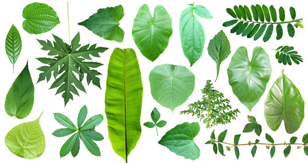 tree Leaves set collection in isolated on white backgroundの写真素材