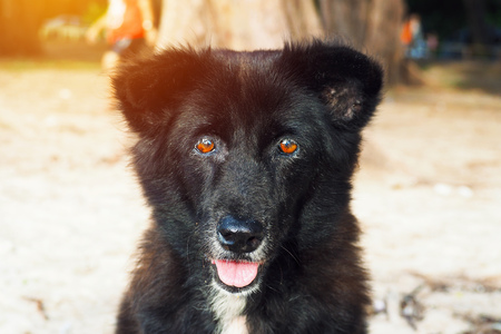 Cute black local Thai Dog look-alike bear sit on the beach looking at cameraの写真素材