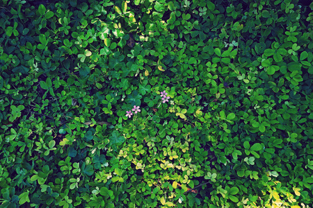 background vintage photography of many green leaves and small pink flowersの写真素材