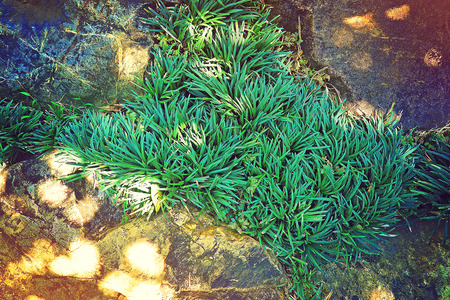 rock stone with some grass on the ground floor at garden - vintage style photographyの写真素材
