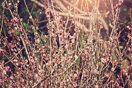 many sakura forest with pink flower blossom in old vintage color effect  の写真素材