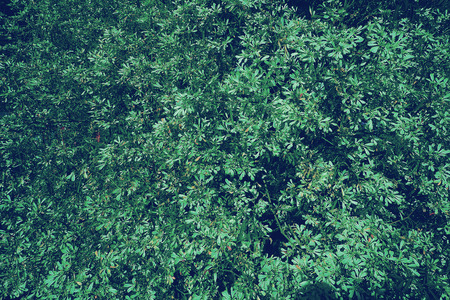 vintage photography effect - many of forest green leaves background patternの写真素材