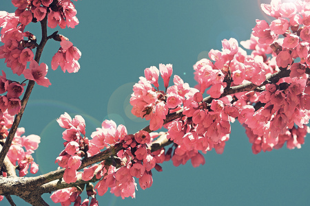 sakura tree flower with blue sky in vintage pastel color effect styleの写真素材