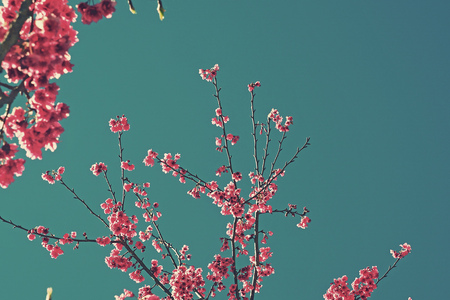 sakura tree flower with blue sky in vintage pastel color effect styleの写真素材