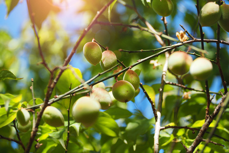 youn plum on the tree in gardenの写真素材
