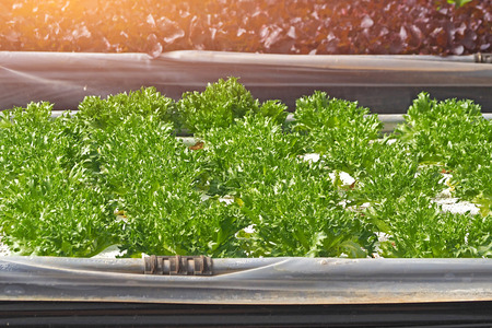 inside assort many kind type of hydro salad vegetable farmの写真素材
