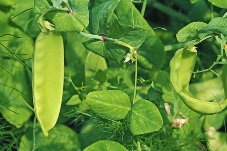 sugar pea grow inside garden background texture with copy spaceの写真素材
