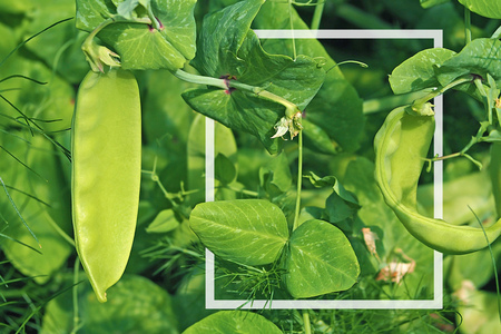 sugar pea grow inside garden with copy space and white frame border in leaf overlap styleの写真素材