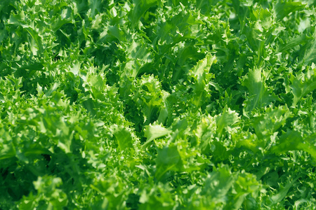 green salad leaf background textureの写真素材