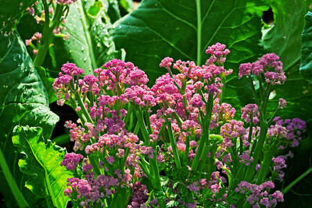 fresh Cauliflower grow in the garden farmの写真素材