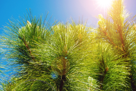green pine leaf on blue sky with sun light ray lens flareの写真素材