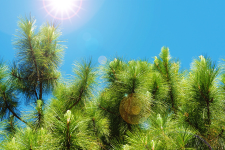 green pine leaf on blue sky with sun light ray lens flareの写真素材