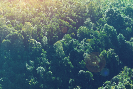 design concept white circle in center of density tree forest background pattern in vintage effect photographyの写真素材