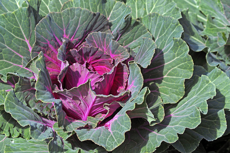 close up fresh purple cabbage on ground inside farmの写真素材
