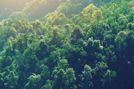 density tree forest background pattern in vintage effect photographyの写真素材