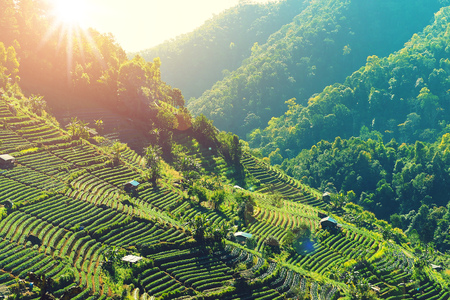 pattern of strawberry farm field on the mountain that show layer and step on the hill sideの写真素材