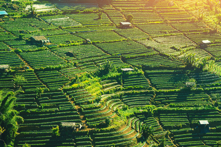 pattern of strawberry farm field on the mountain that show layer and step on the hill sideの写真素材