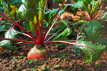 red radish growing in the ground inside garden farmの写真素材
