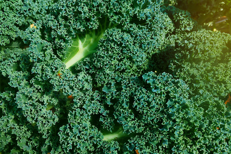 green cabbage vegetable close up texture backgroundの写真素材